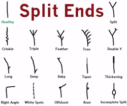Preventing Split Ends - All About Hair